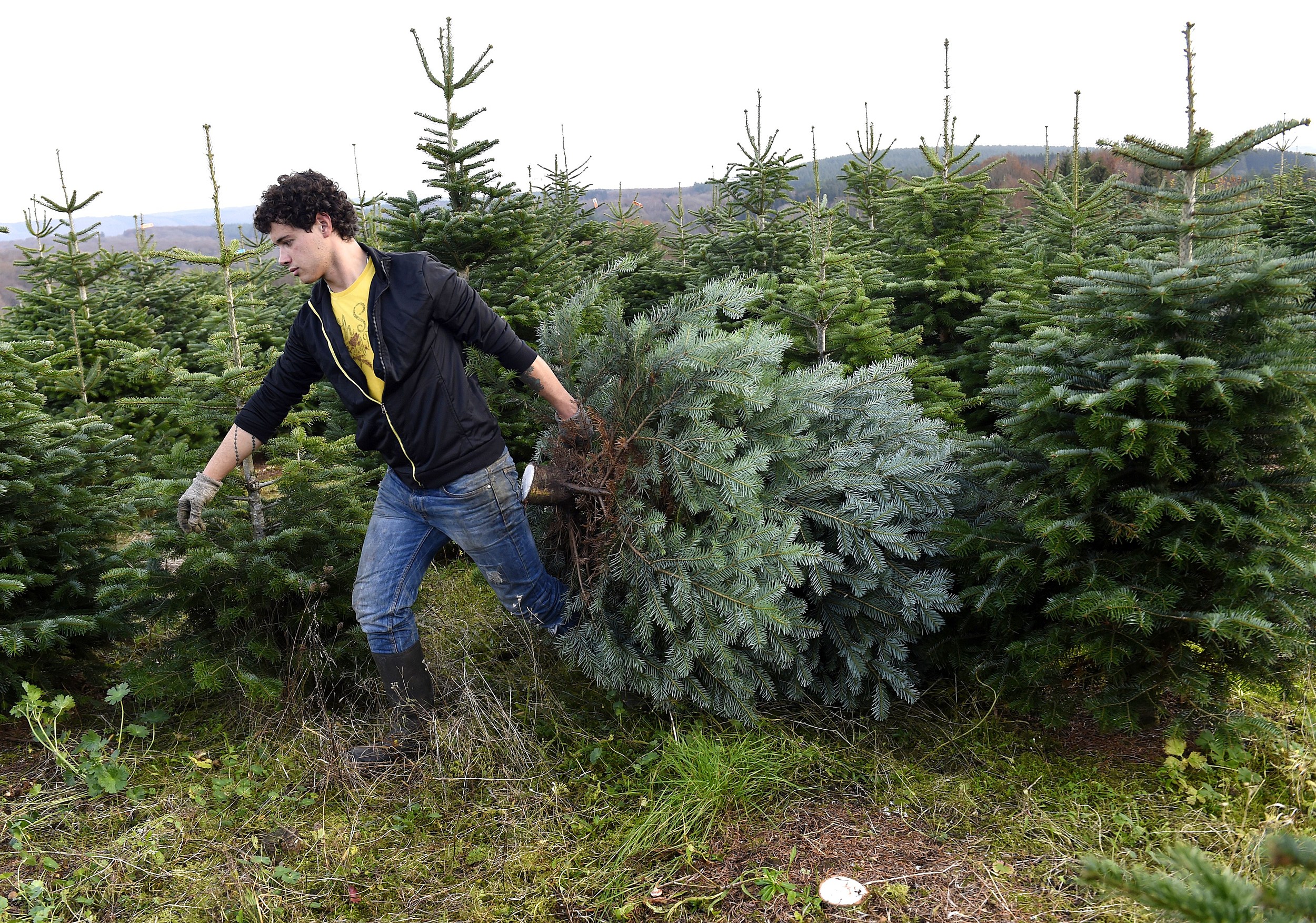 List Of Places You Can Chop Your Own Christmas Tree Down Around Buffalo, NY